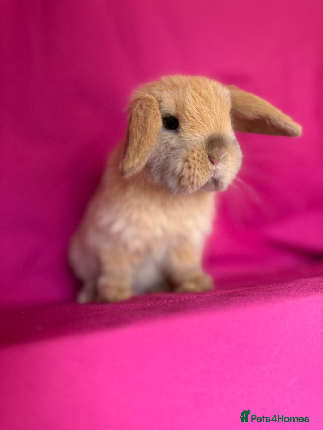 Mini Lop rabbits for sale: Two of tiny mini lop babies ready to leave now!  - Image 1