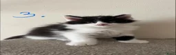 Maine Coon cats for sale: Last fluffy babie available - Advert 2