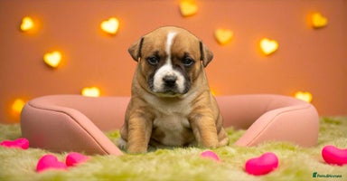 Staffordshire Bull Terrier dogs - Advert 15