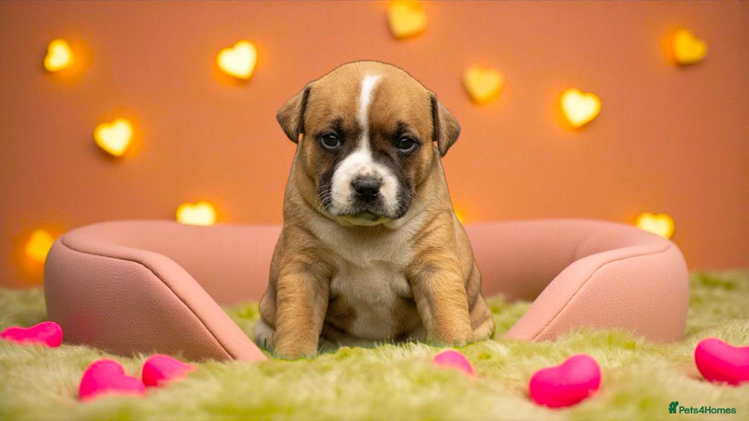 Staffordshire Bull Terrier dogs for sale: SHOW QUAILTY RED STAFF PUPPIES  - Image 4