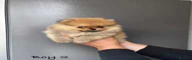 Boy 2