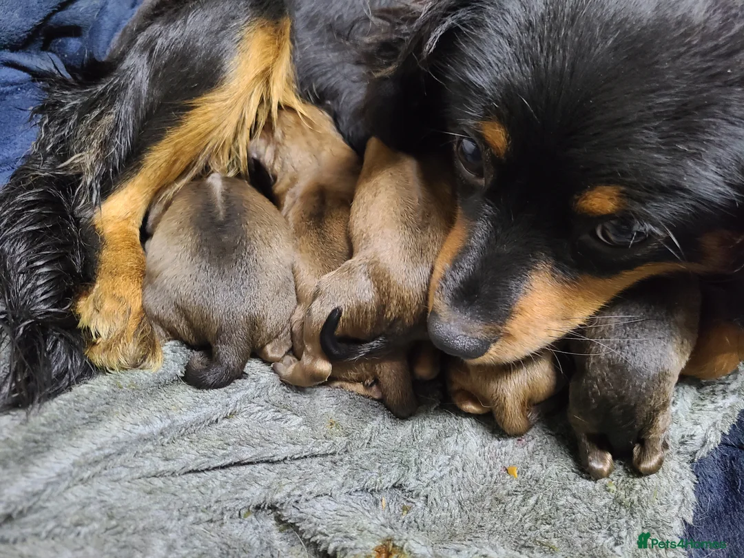 Mixed Breed dogs for sale: Cockalier cross rhodesian ridgeback  - Advert 2