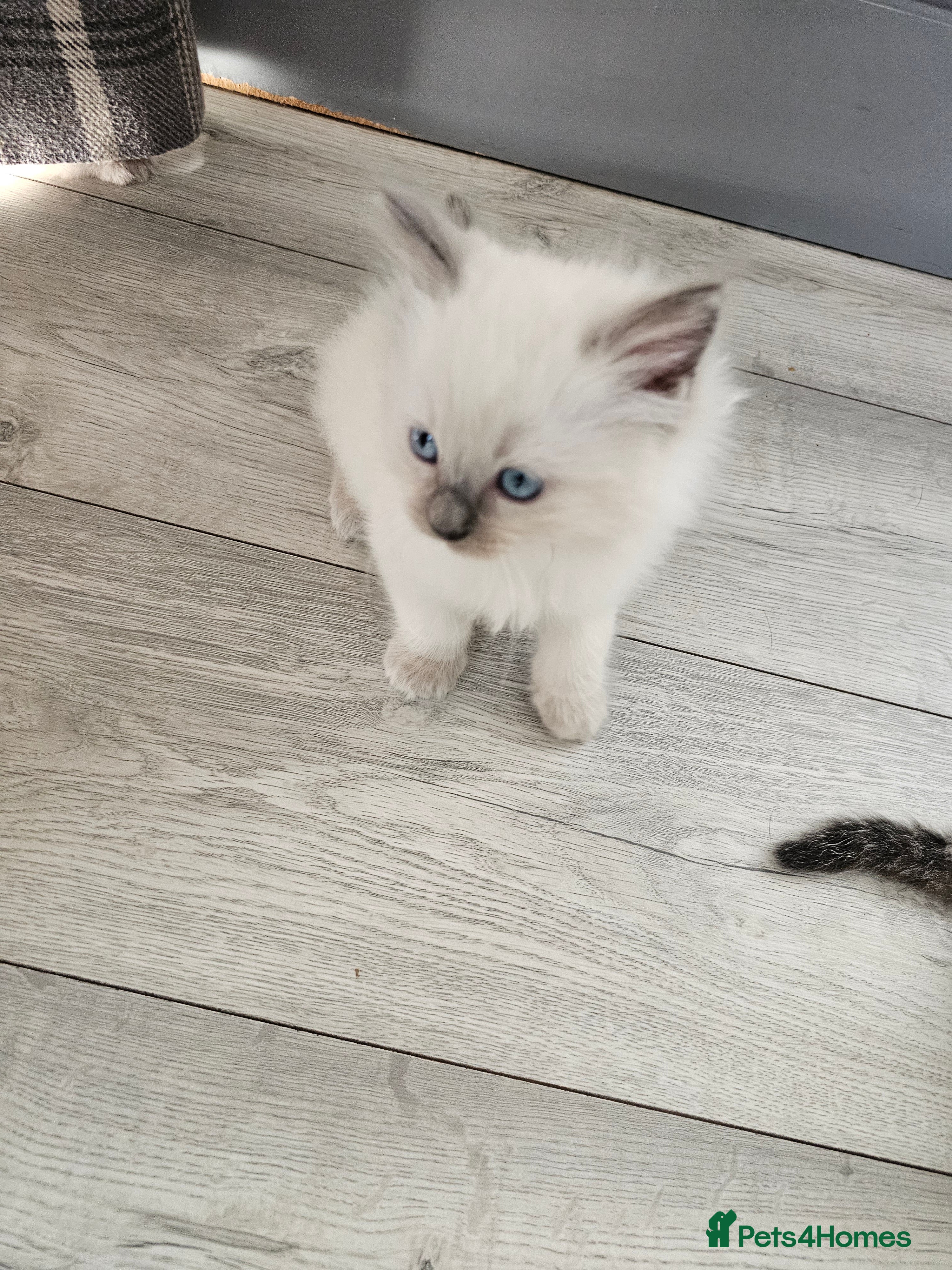 Ragdoll cats for sale: Blue point ragdoll kittens  - Advert 2