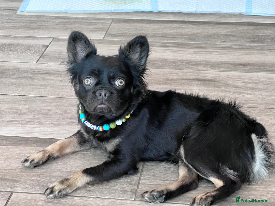 French Bulldog dogs for sale: French bulldog fluffy - Advert 1