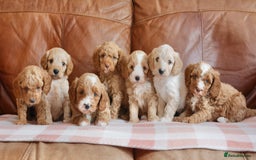 Cavapoo dogs for sale: Stunning F1b Health Tested Miniature Cavapoos - Image 1