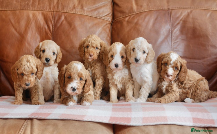 Cavapoo dogs - Advert 2