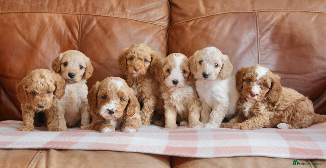 Cavapoo dogs for sale: Stunning F1b Health Tested Miniature Cavapoos - Image 1