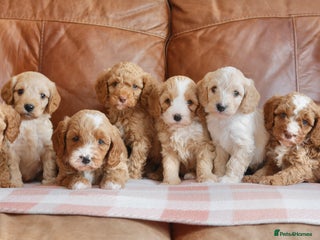 Cavapoo dogs - Advert 10