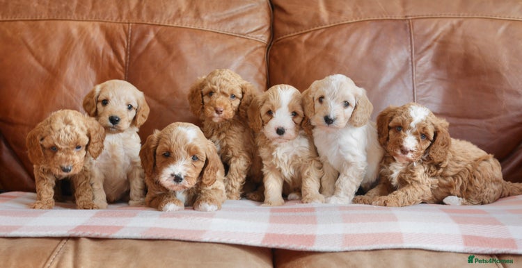 Cavapoo dogs - Advert 14