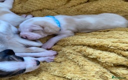 Beagle dogs for sale: Beautiful pedigree beagle pups - Image 20