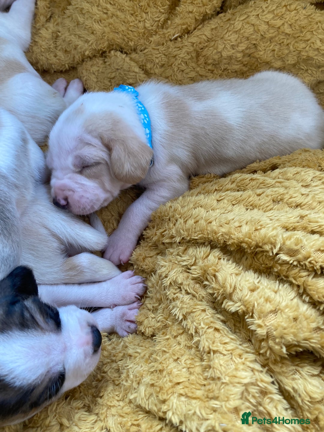 Beagle dogs for sale: Beautiful pedigree beagle pups - Image 20