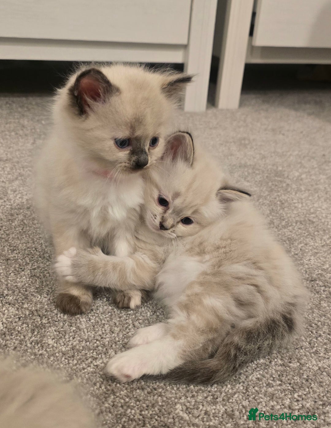 Ragdoll cats for sale: Ready 18th December 🤎 beautiful female ragdolls x - Advert 3