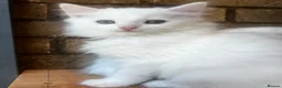 Turkish Angora cats for sale: Kittens available for loving homes - Advert 12