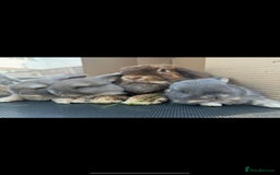 Mini Lop rabbits for sale: Adorable one year old mini lop for sale - Image 3