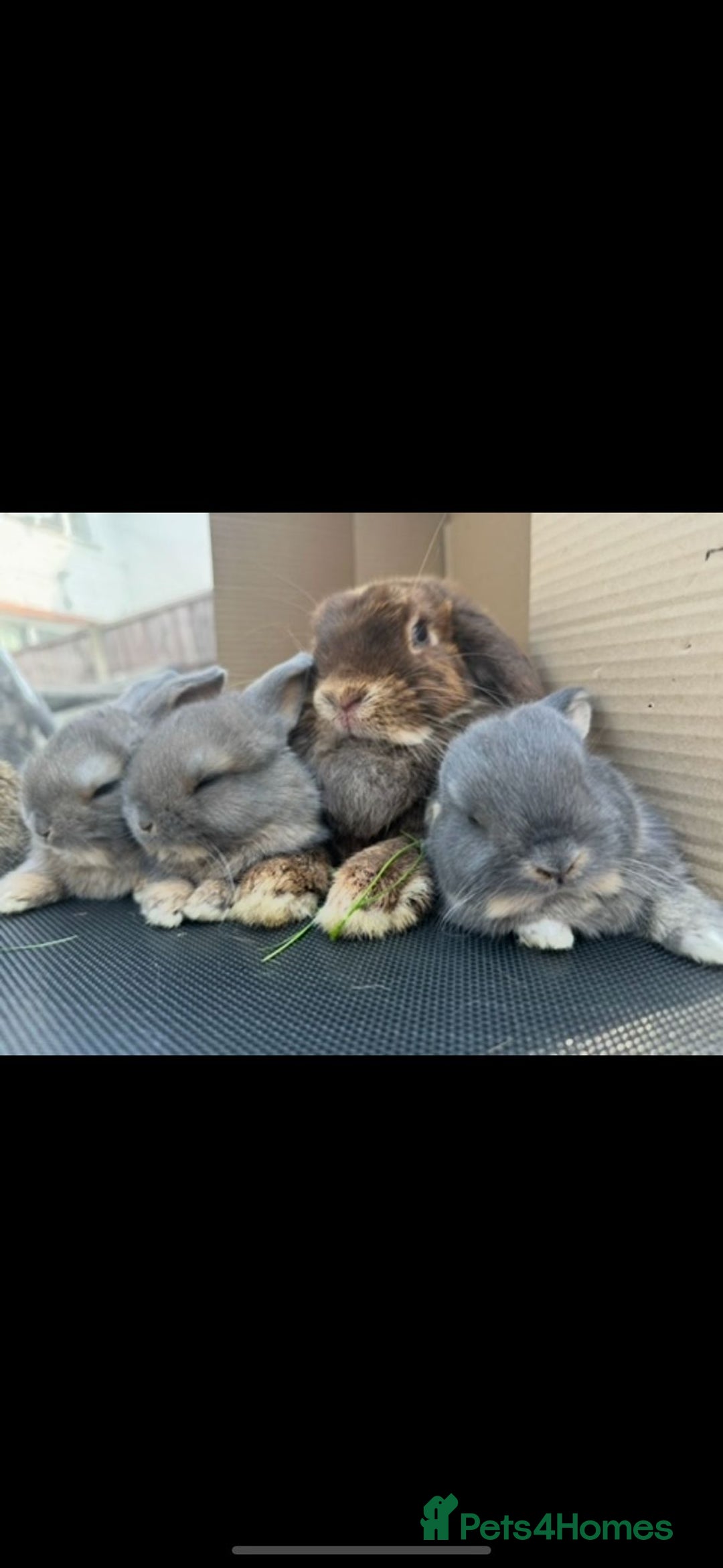 Mini Lop rabbits for sale: Adorable one year old mini lop for sale - Image 3