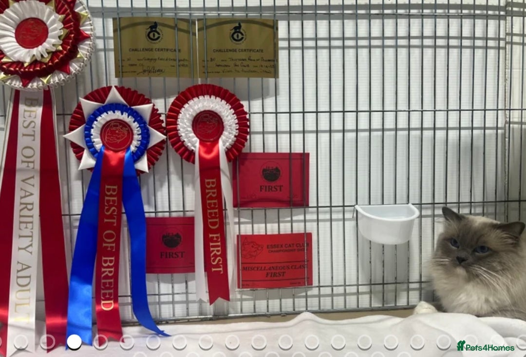 Ragdoll cats for sale: 🎀Beautiful Ragdoll kittens (TICA reg)🎀 - Image 17