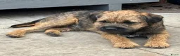 Border Terrier dogs for sale: KC Pedigree Border Terrier Pups - Advert 13