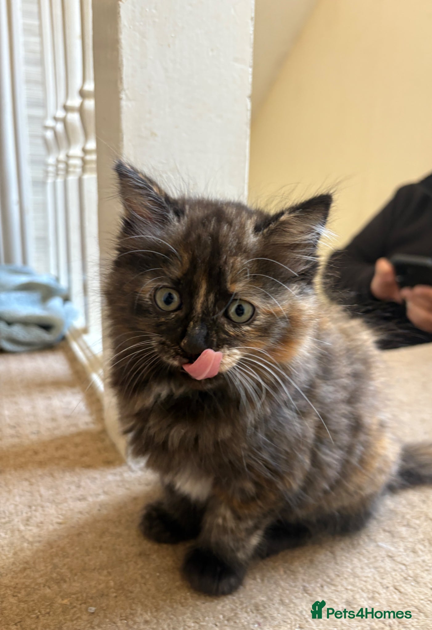 Mixed Breed cats Beautiful Fluffy Tortoiseshell Female Kitten - Advert 12
