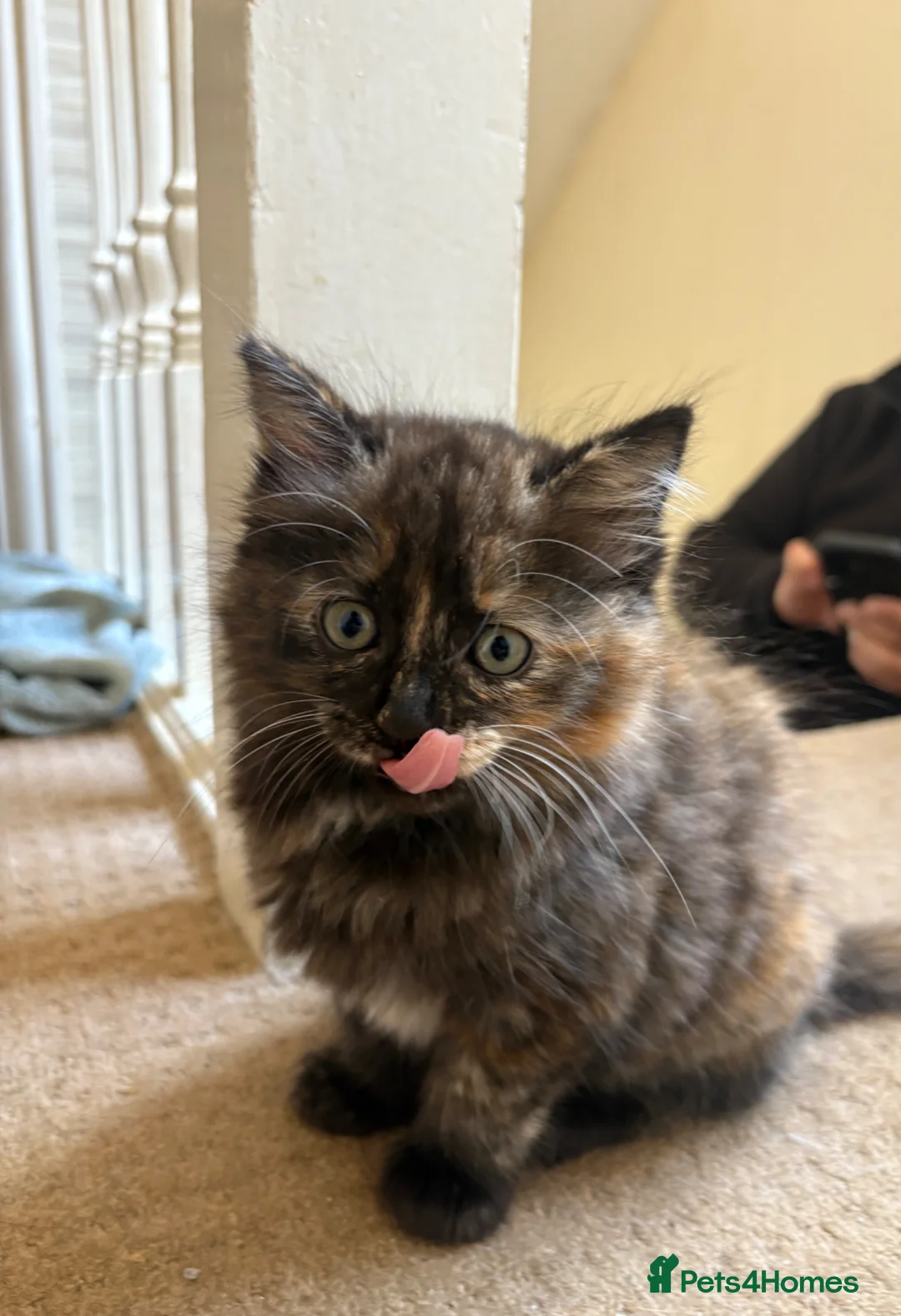 Mixed Breed cats for sale: Beautiful Fluffy Tortoiseshell Female Kitten - Advert 1