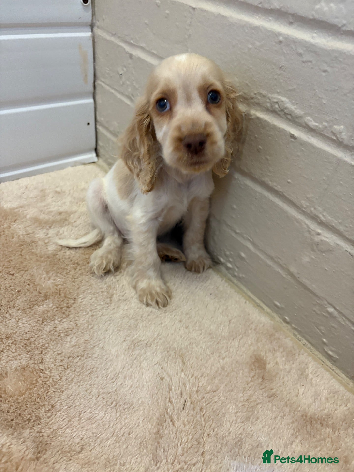 Cocker Spaniel dogs Show type cocker spaniels puppies  - Advert 15
