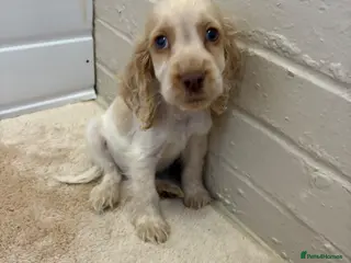 Cocker Spaniel dogs Show type cocker spaniels puppies - Advert 15