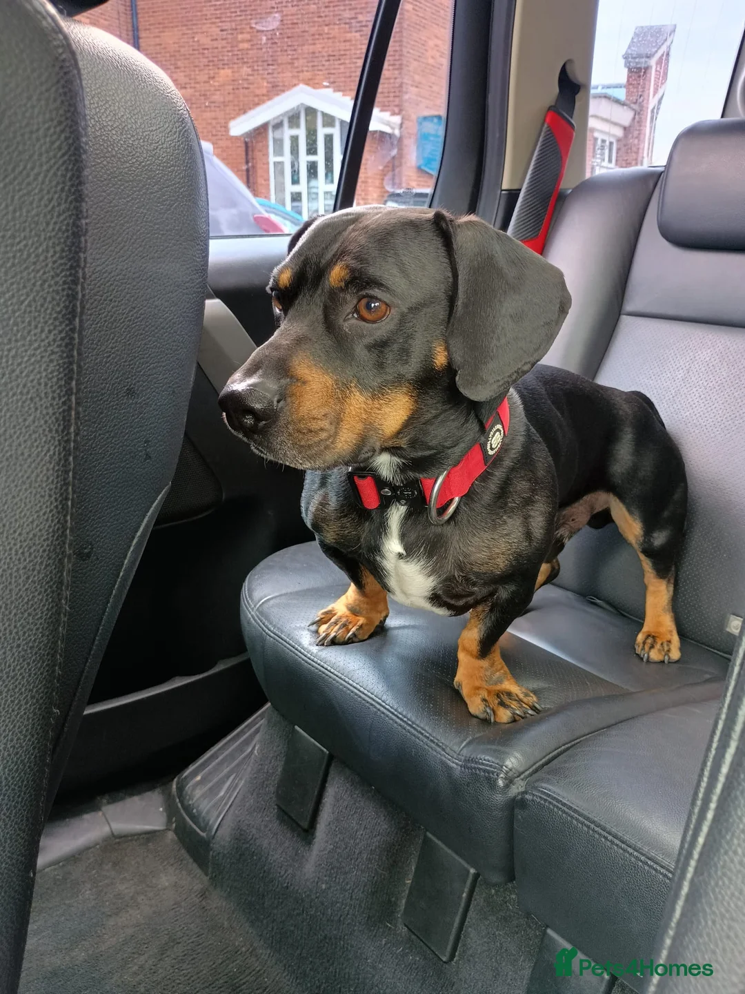 Mixed Breed dogs for sale: Dachshund x Rottweiler  - Advert 1