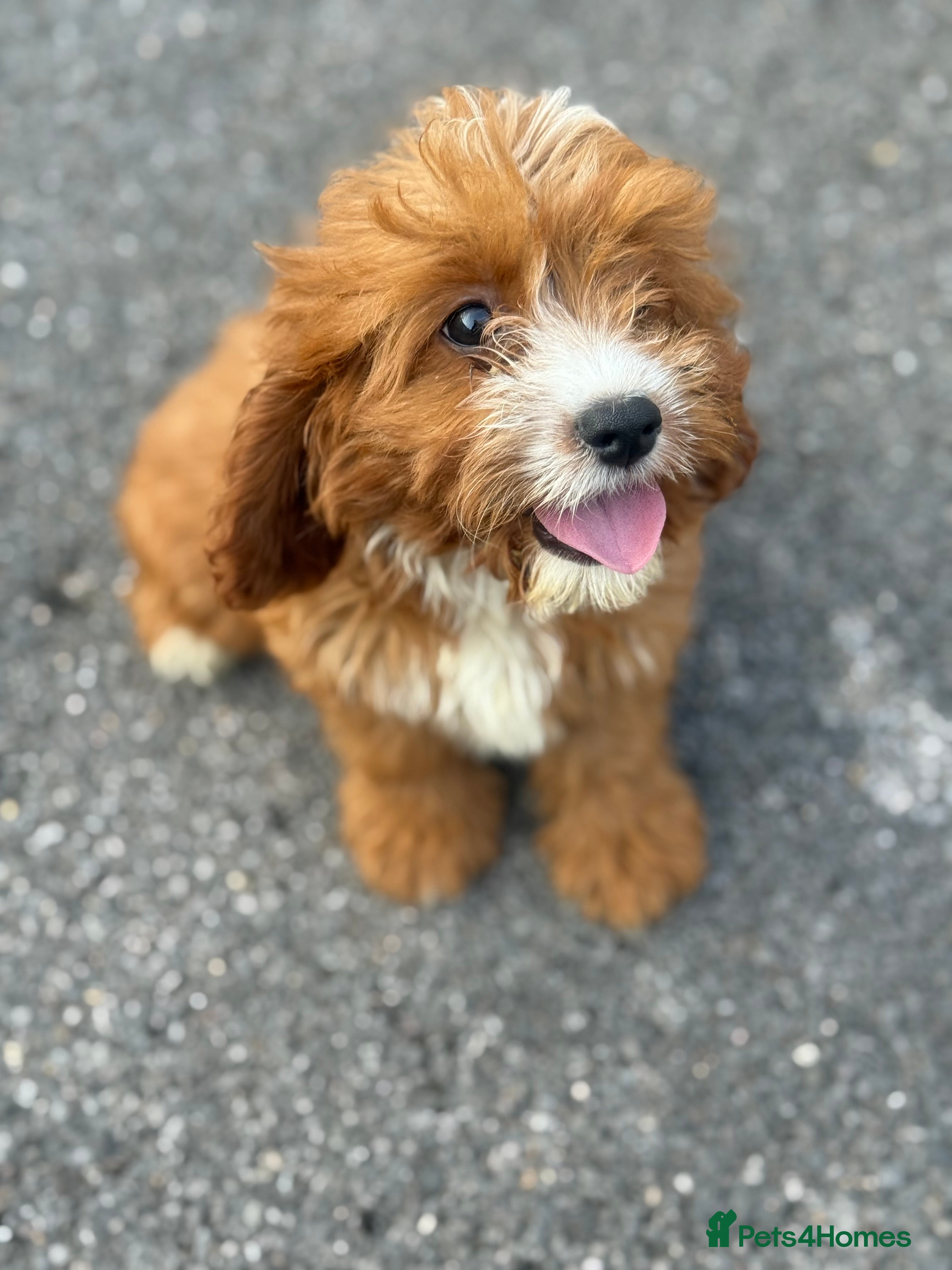Cavapoo dogs 🐾 Beautiful red  Cavapoos 🐾 - Advert 4