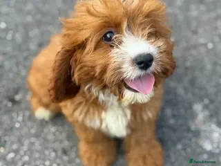 Cavapoo dogs 🐾 Beautiful red Cavapoos 🐾 - Advert 4