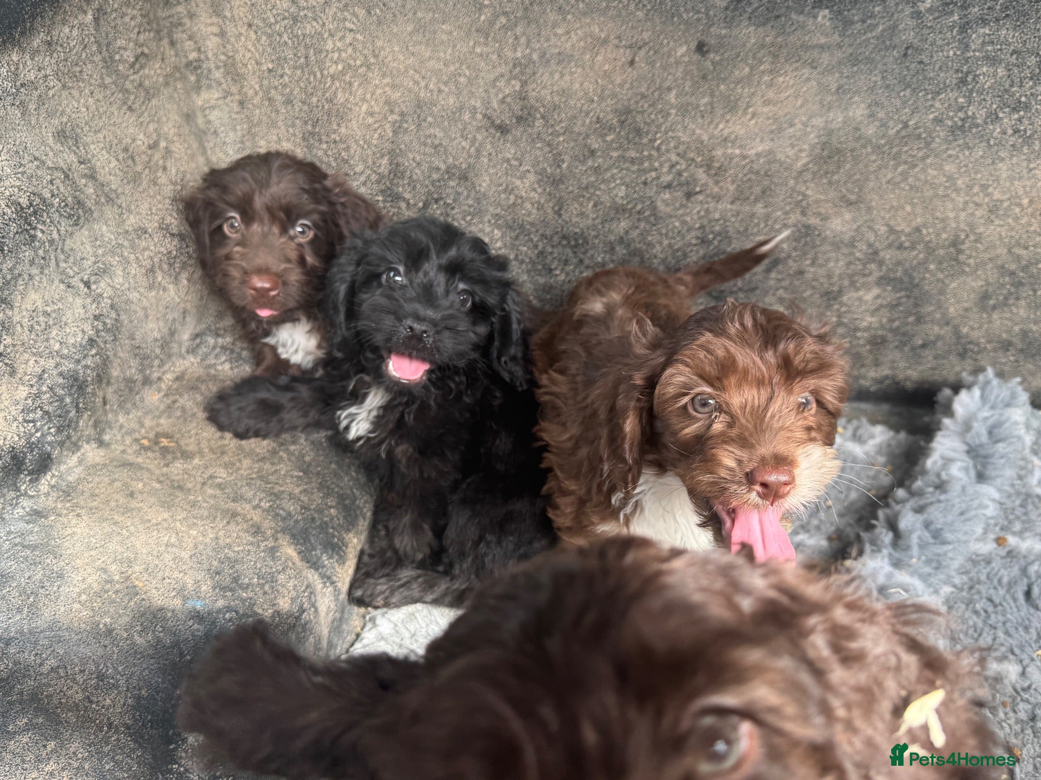 Cockapoo dogs F1 cockerpoos  - Advert 17