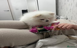Pomeranian dogs for stud: Olaf white Pomeranian stud in Liverpool - Image 16