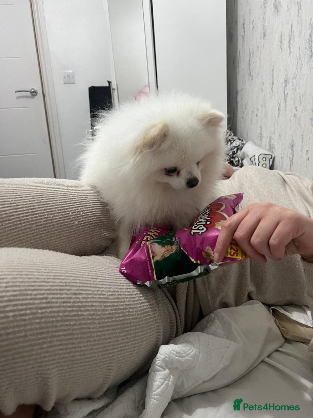Pomeranian dogs for stud: Olaf white Pomeranian stud in Liverpool - Image 16