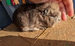 Guinea Pig rodents for sale: Swiss bonded baby boys - Image 5