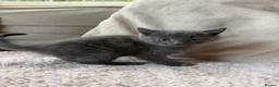Mixed Breed cats for sale: Two beautiful Boy Kittens For Sale  - Advert 4
