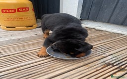 Rottweiler dogs for sale: Rottweiler chunky Puppies *READY TO LEAVE* - Image 11