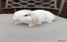 Mini Lop rabbits for sale: Mini lops baby rabbits for sale  - Image 9