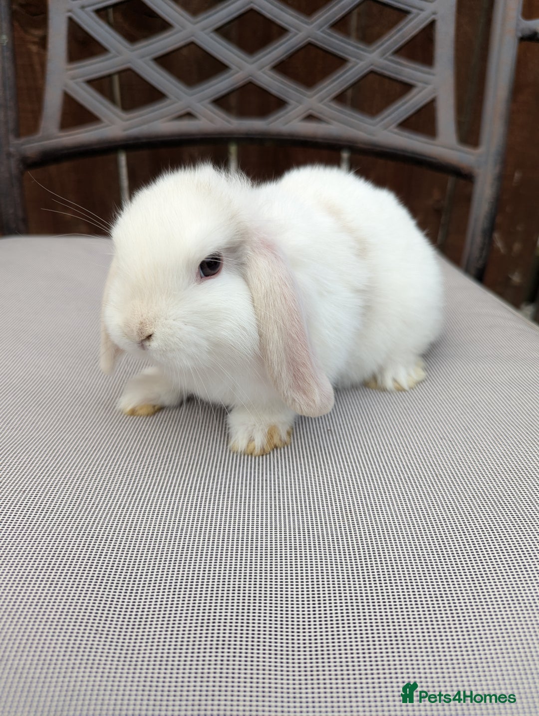 Mini Lop rabbits for sale: Mini lops baby rabbits for sale  - Image 9