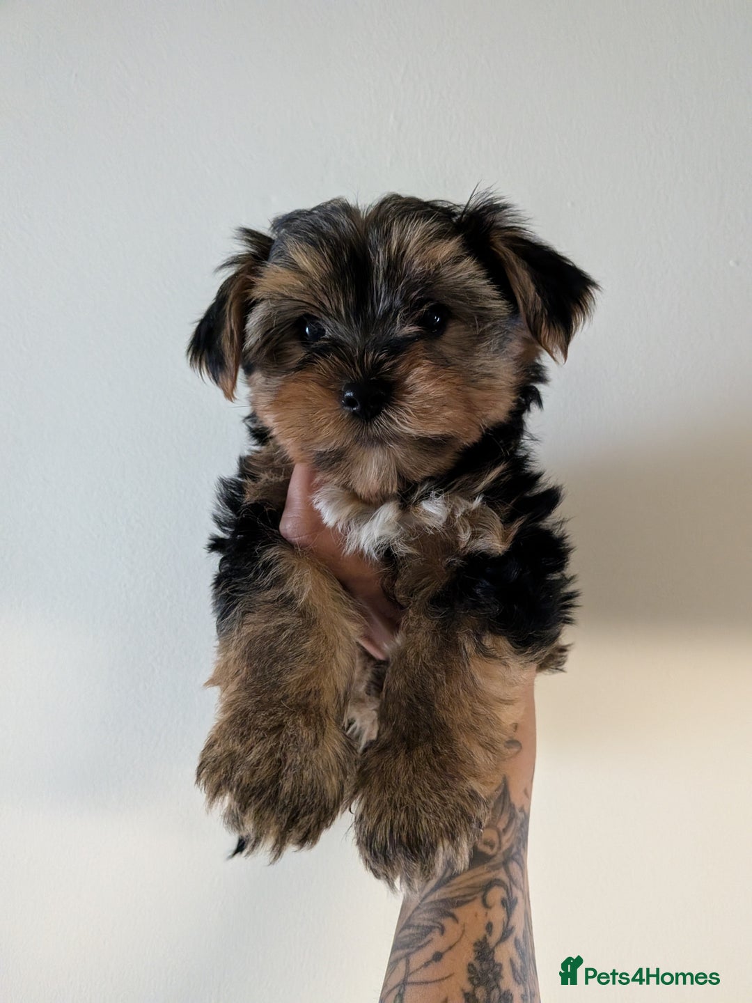 Yorkshire Terrier dogs for sale: 7 male Yorkshire terriers ready to leave.  - Image 2