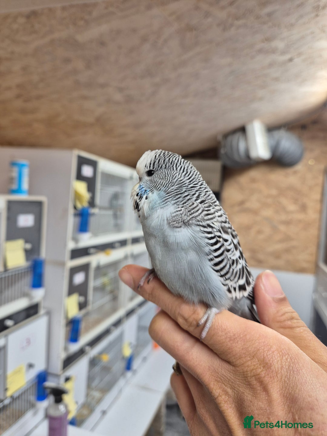 Budgerigars birds for sale: Auction Baby boy tamed - Advert 4
