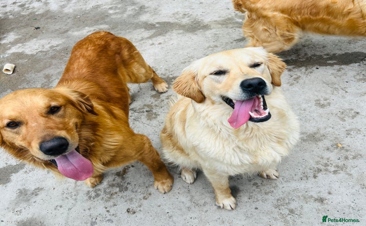 Golden Retriever dogs - Advert 10