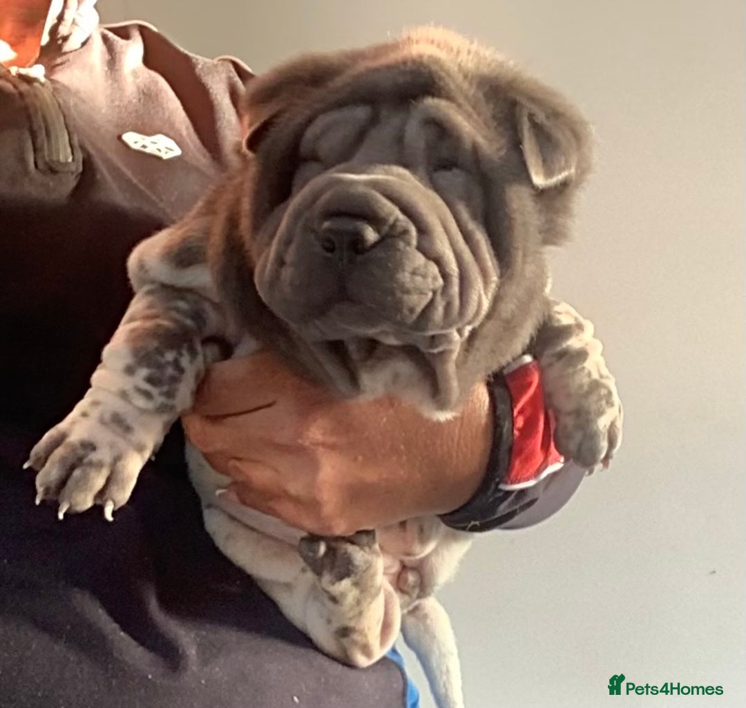 Shar Pei dogs for sale: Kc registered shar pei rare colours - Advert 17