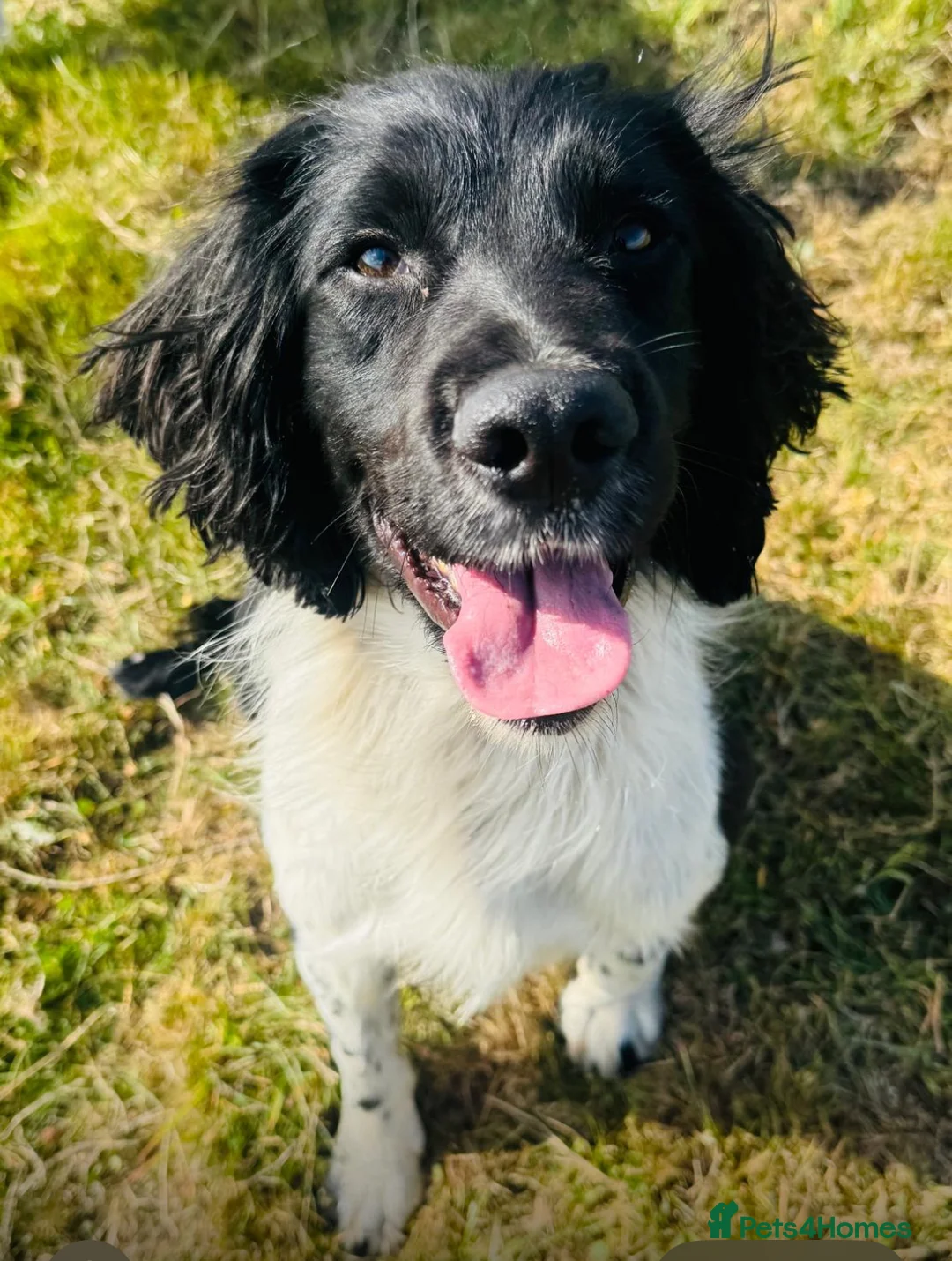 English Springer Spaniel dogs for stud: HEALTH TESTED FTCH bred springers for stud - Advert 7