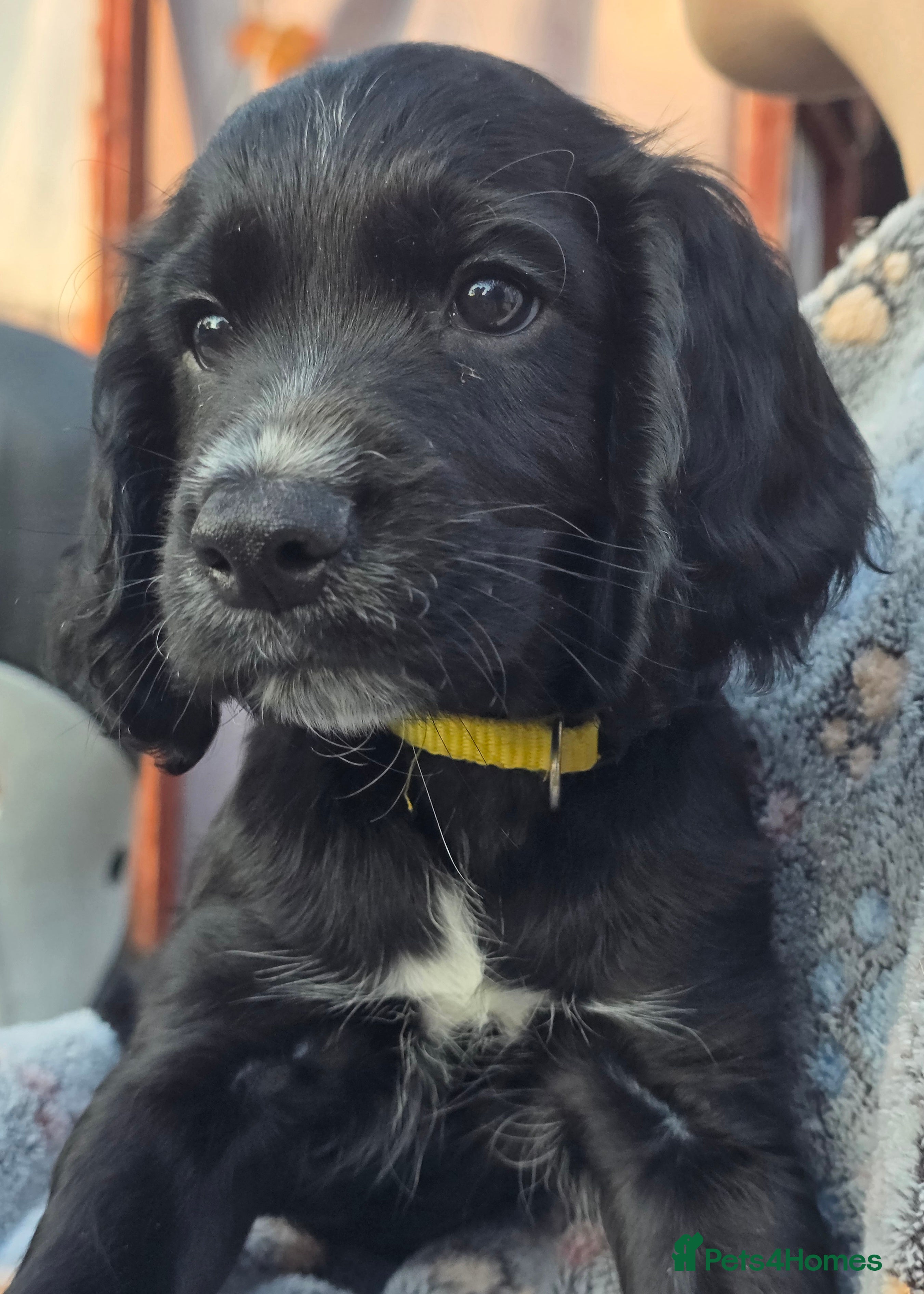 Sprocker dogs 2 loyely boys are available for their new home🥰 - Advert 2