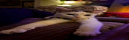 British Shorthair cats for sale: Beautiful kittens for sale  in Girvan - Advert 2