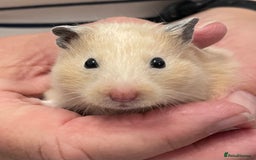 Hamster rodents for sale: Baby Syrian hamsters from show stock  - Image 11