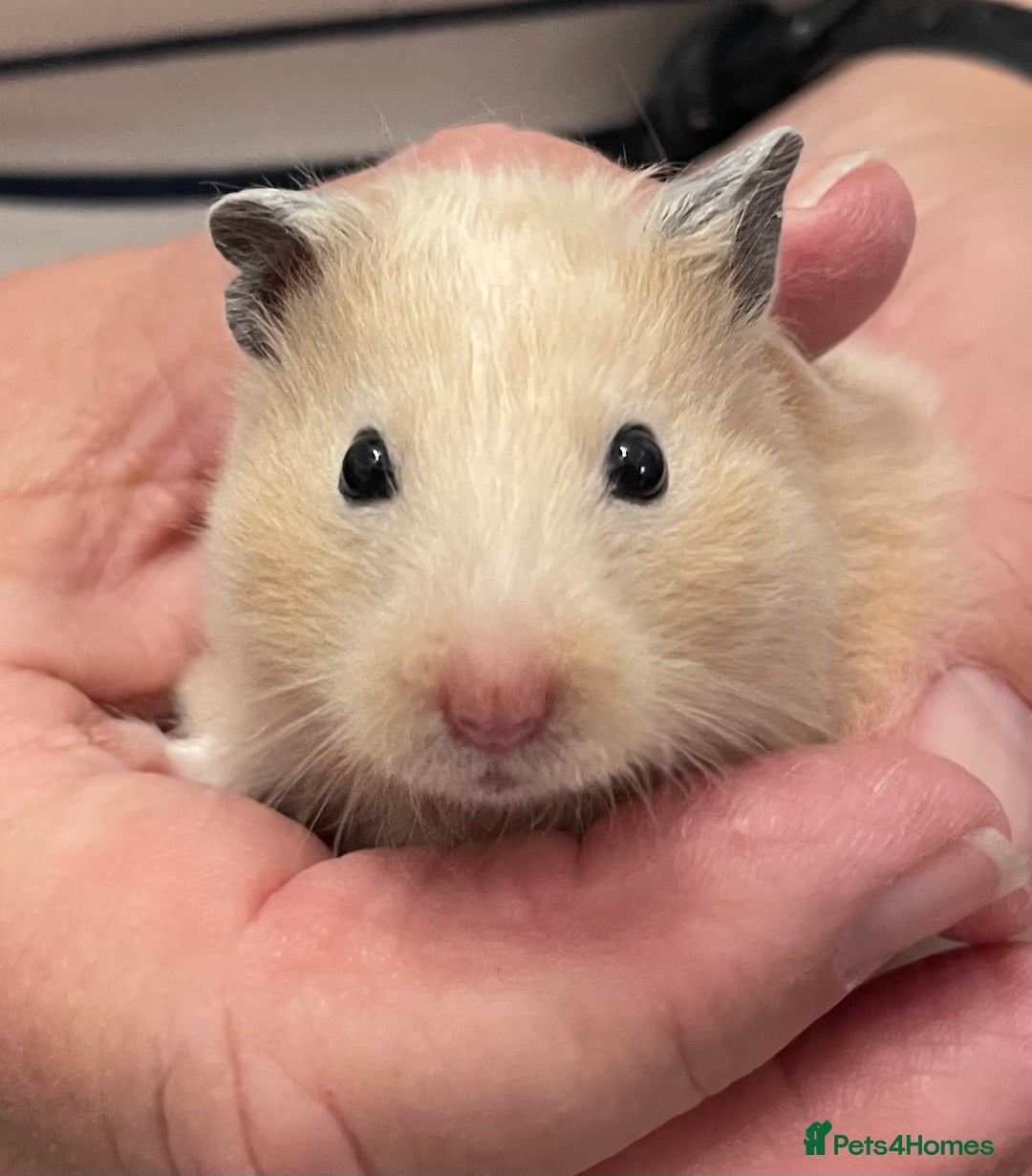Hamster rodents for sale: Baby Syrian hamsters from show stock  - Image 11
