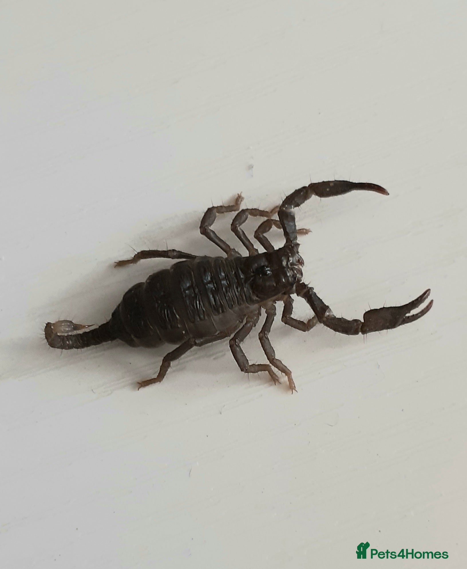 Scorpions invertebrates Asian Forest Scorpions Available Now - Advert 1