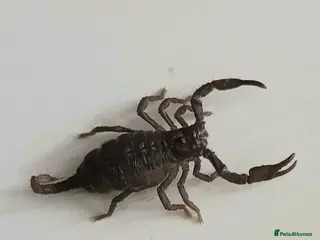 Scorpions invertebrates Asian Forest Scorpions Available Now - Advert 19