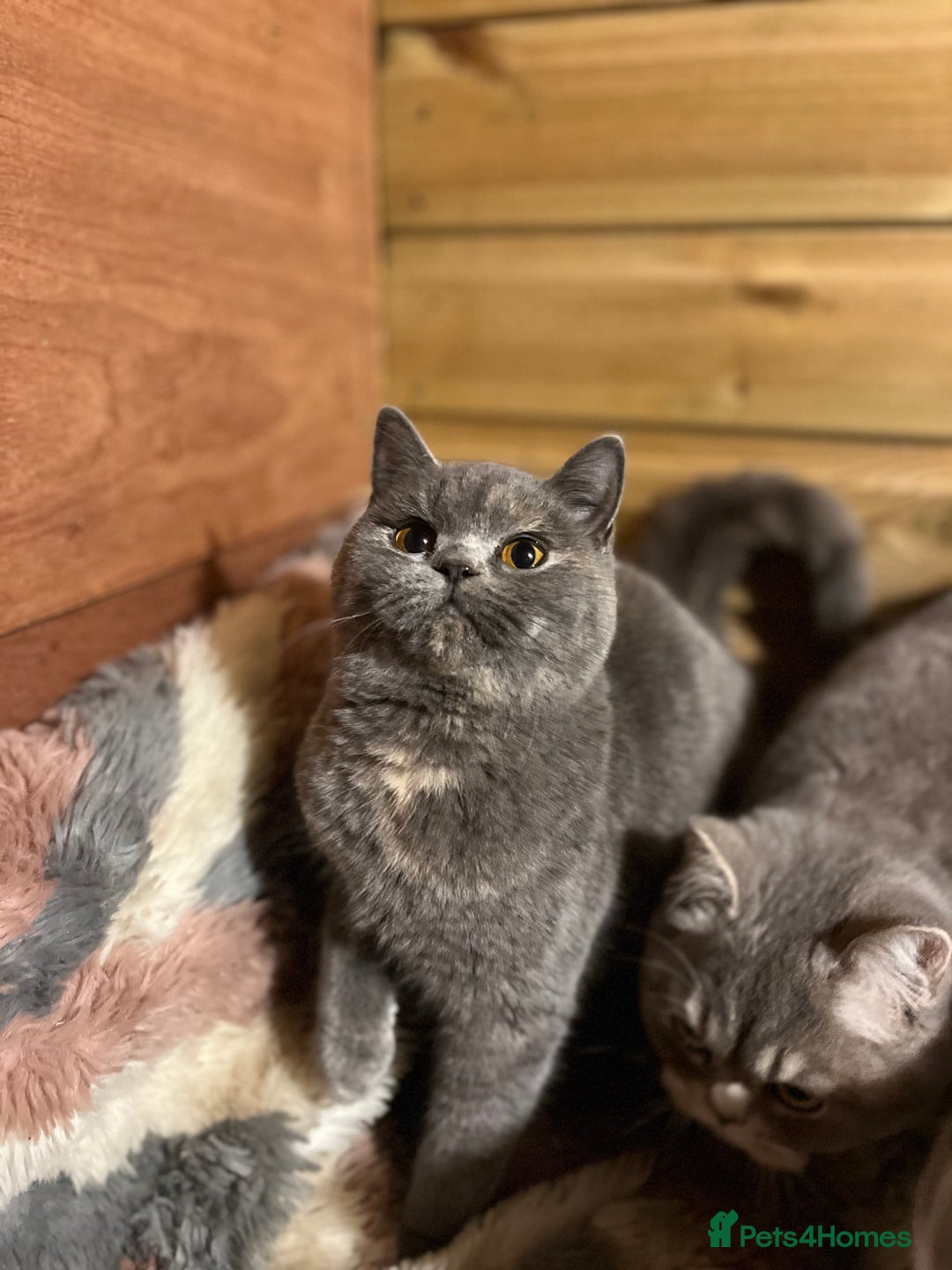 British Shorthair cats for sale: Gccf female British Shorthair - Advert 4
