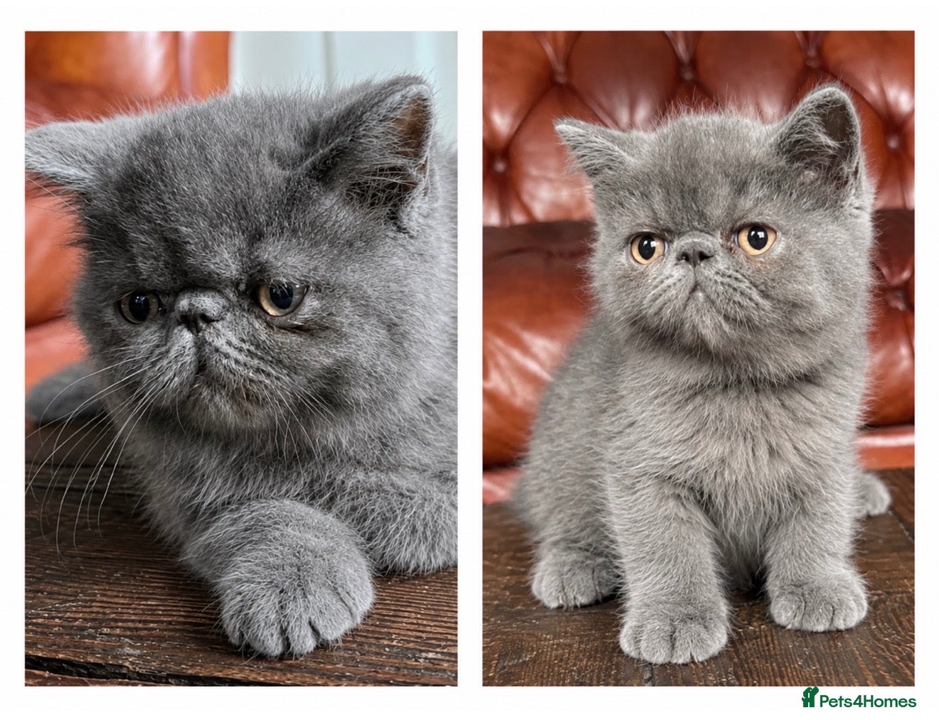 Exotic cats Exotic Shorthair Kittens For Sale - Advert 14