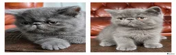 Exotic cats for sale: Exotic Shorthair Kittens For Sale - Advert 15